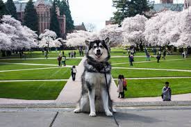 image of Dubs, the black and white husky mascot for University of Washington, posed in front of the quad on campus with green grass and cherry blossoms in the background